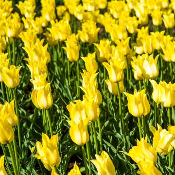 Tulipe fleur de Lys Ballade Gold