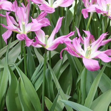 Tulipe fleur de lis Purple Dance
