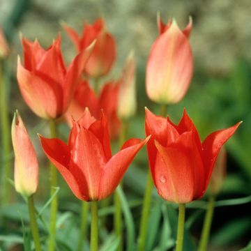 Tulipe Fleur De Lis West Point