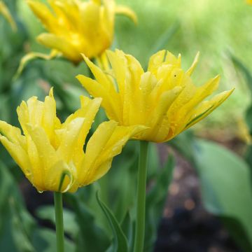 Tulipe Fleur De Lis West Point