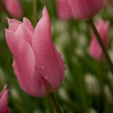 Tulipe Fleur de Lis China Pink