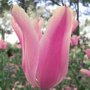 Tulipe fosteriana Albert Heijn