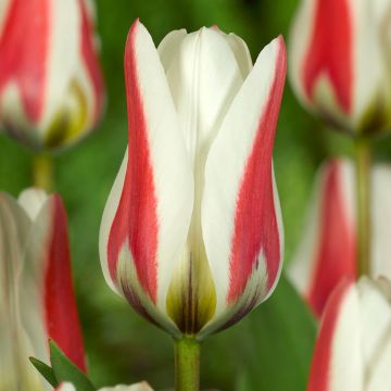 Tulipe fosteriana Border Legend