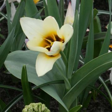 Tulipe fosteriana Concerto