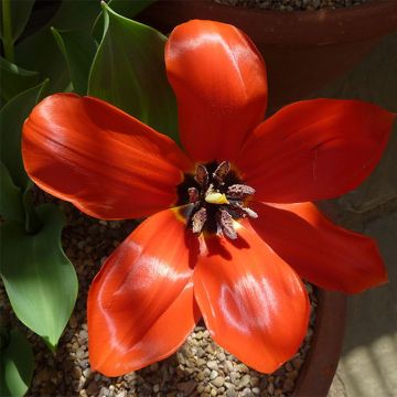 Tulipe fosteriana Princeps*