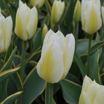 Tulipe fosteriana Purissima Design