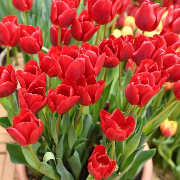 Tulipe fosteriana Red Emperor - Madame Lefeber