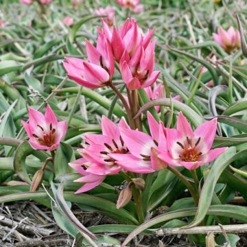 Tulipe fosteriana Garden of Clusius