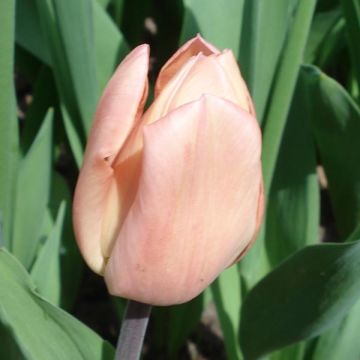 Tulipe botanique greigii Pour Elise
