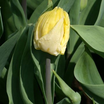 Bulbes de tulipes McKenzie, mélange Triumph, paquet de 40 141324