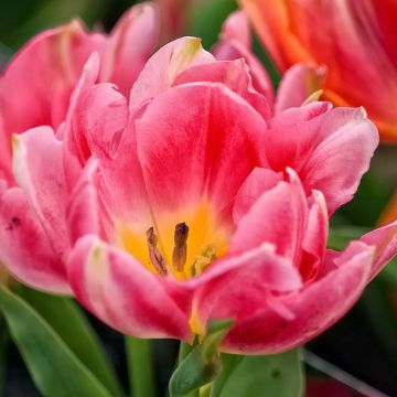 Tulipe double hâtive Peach Blossom