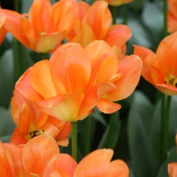 Tulipe fosteriana Orange Emperor