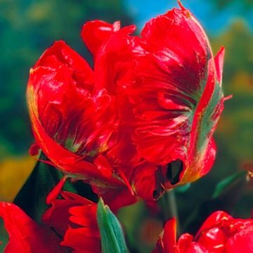 Tulipe Perroquet Holland Happening