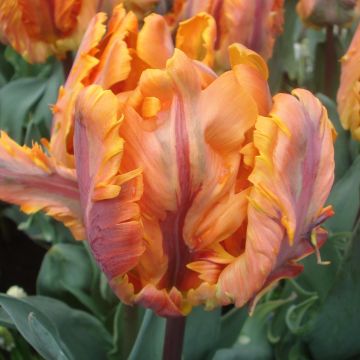 Tulipe Perroquet Princesse Irene Parrot