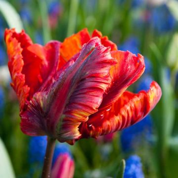 Tulipe perroquet Rasta Parrot