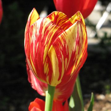 Tulipe pluriflore Colour Spectacle