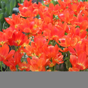 Tulipe pluriflore Orange bouquet