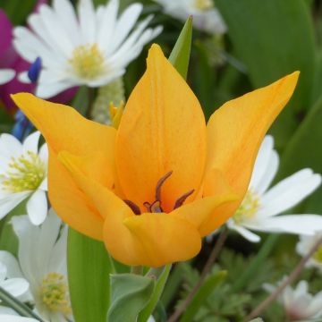 Tulipe botanique praestans Shogun
