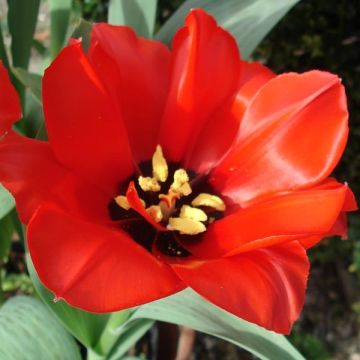 Tulipe botanique greigii Princesse Charmante