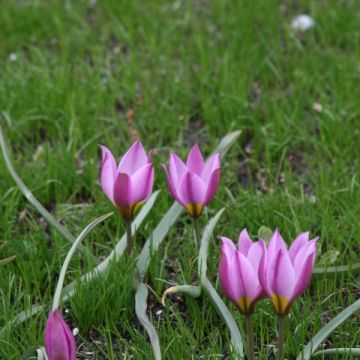 Tulipe botanique humilis pulchella