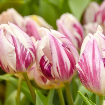 Tulipe simple hâtive Flaming Prince