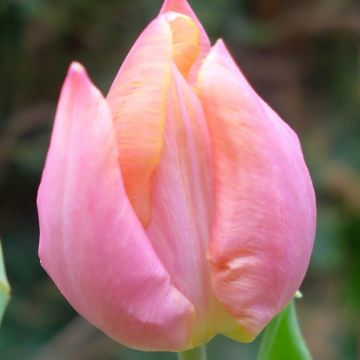 Tulipe Simple Hâtive Christmas Pearl