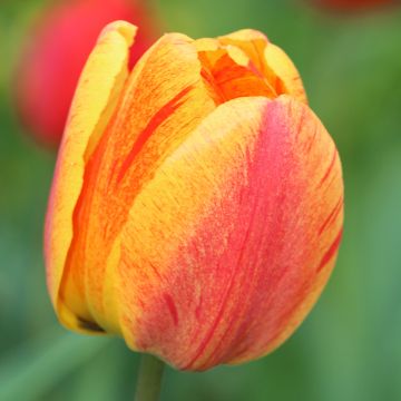 Tulipe Triomphe Menton