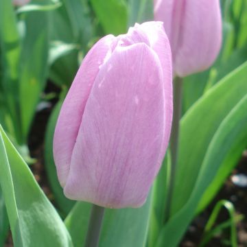 Tulipe simple hâtive Candy Prince