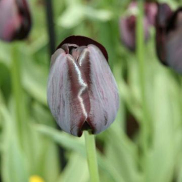 Tulipe Triomphe Black Charm