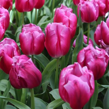 Tulipe triomphe In Love
