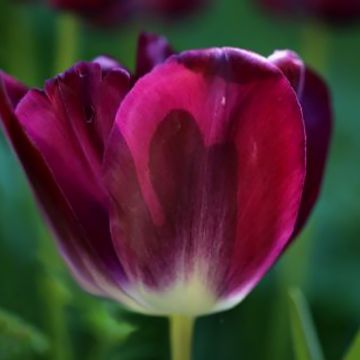 Tulipe triomphe Kansas Proud