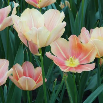 Tulipe triomphe Stunning Star