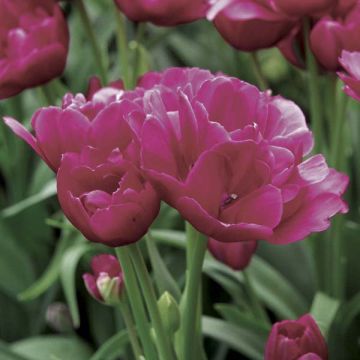 Tulipe pluriflore Happy Family