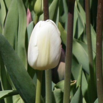 Tulipe simple hative White Marvel