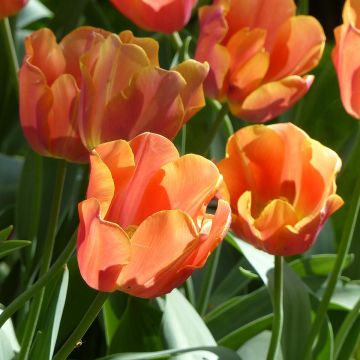 Tulipe Triomphe Jimmy