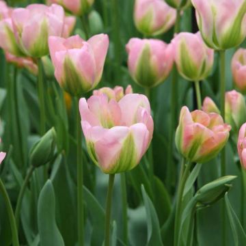 Tulipe viridiflora Groenland