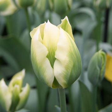 Tulipe viridiflora Spring Green