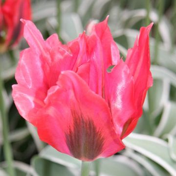 Tulipe viridiflora Esperanto