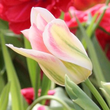 Tulipe Fleur de Lis Florosa (viridiflora)