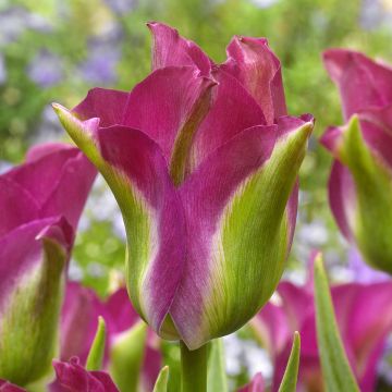 Tulipe viridiflora Green Love