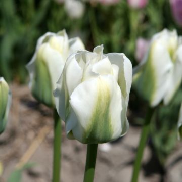 Tulipe viridiflora Twilight Princess
