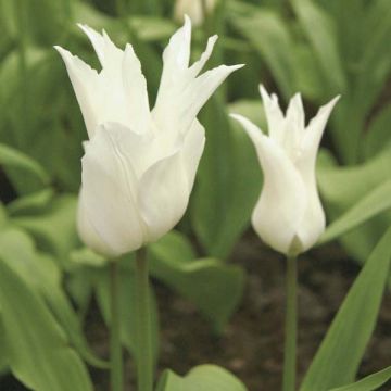 Tulipe Fleur de Lis White Triumphator