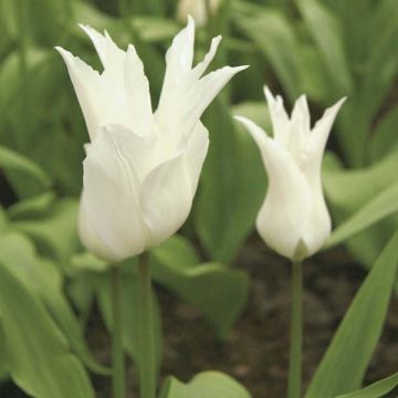 Tulipe Fleur De Lis White Triumphator