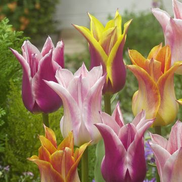 Tulipes Fleurs de Lis en mélange