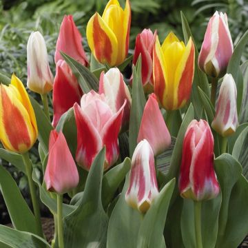 Tulipes botaniques kaufmanniana Rainbow en mélange