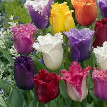 Tulipes dentelées en mélange