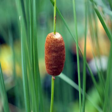 Typha laxmannii - Massette de Laxmann