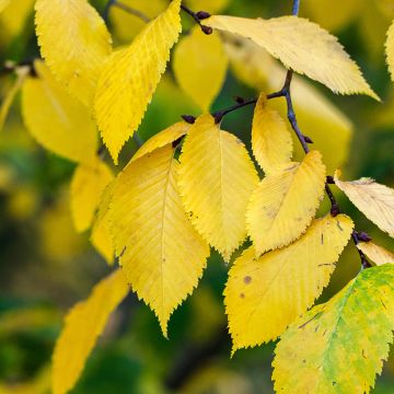 Ulmus pumila - Orme de Sibérie