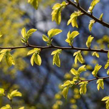 Ulmus pumila - Orme de Sibérie
