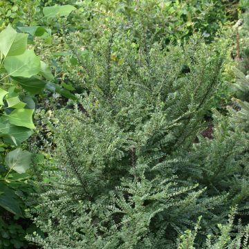 Ulmus pumila - Orme de Sibérie